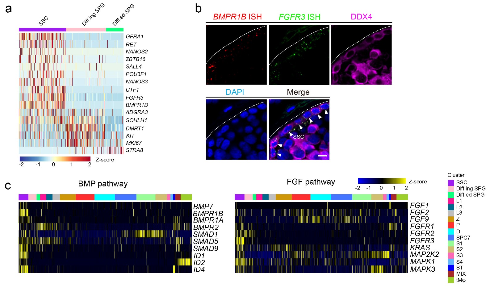 human testis single cell RNA-seq 20180825 新闻稿-02.jpg