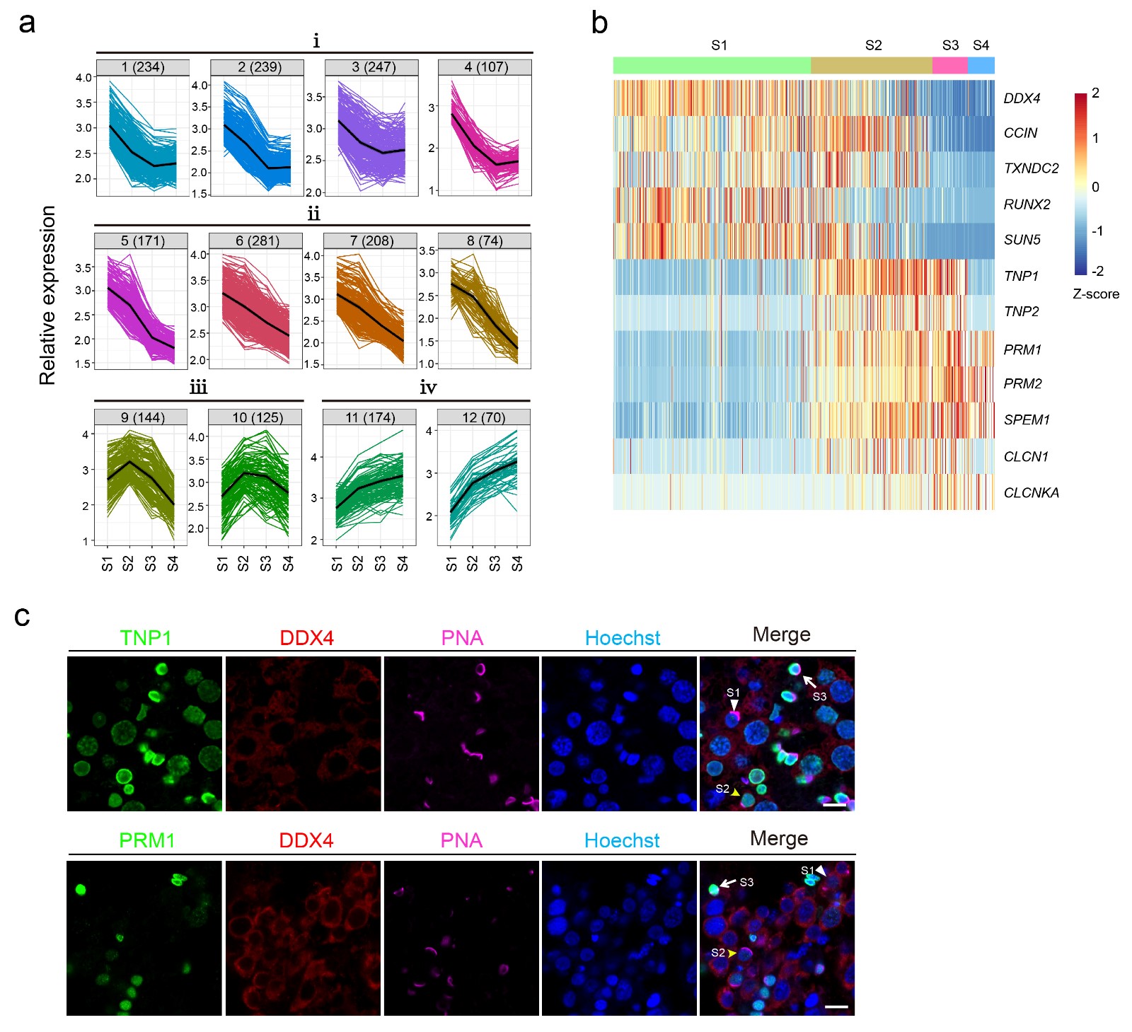 human testis single cell RNA-seq 20180825 新闻稿-04.jpg