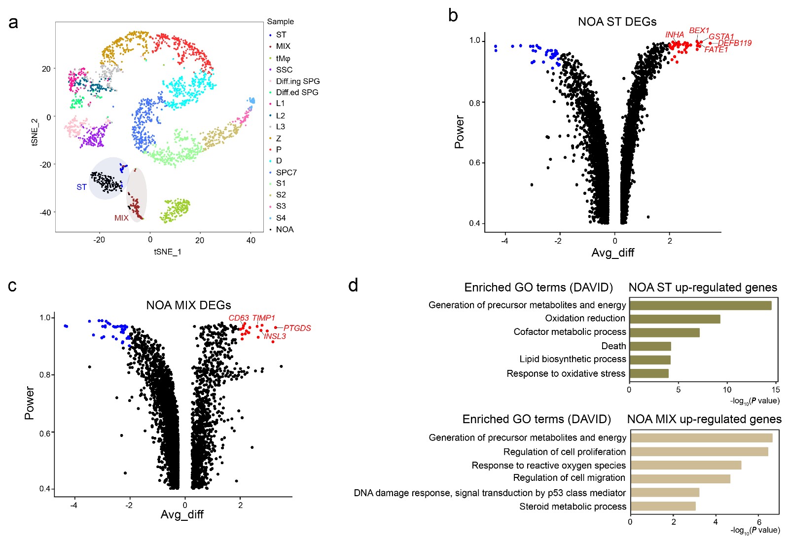 human testis single cell RNA-seq 20180825 新闻稿-06.jpg