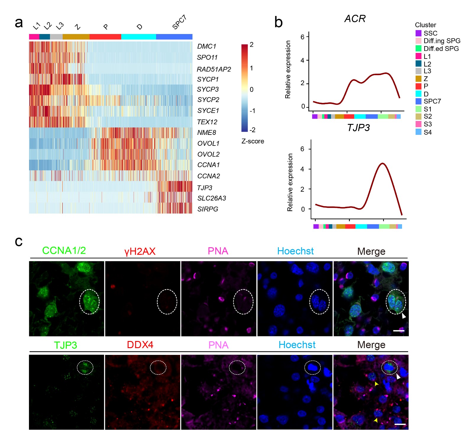 human testis single cell RNA-seq 20180825 新闻稿-03.jpg